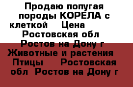 Продаю попугая породы КОРЕЛА с клеткой  › Цена ­ 2 000 - Ростовская обл., Ростов-на-Дону г. Животные и растения » Птицы   . Ростовская обл.,Ростов-на-Дону г.